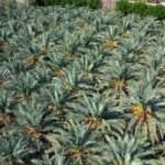 Medina Date Season: Over 50&hellip;
